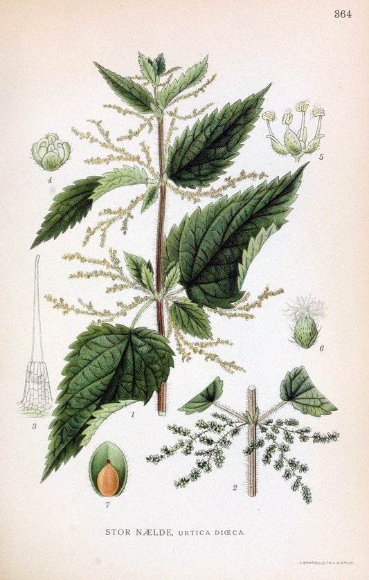 Billeder af nordens flora,.KÃ¸benhavn,G.E.C. Gad's forlag,1917-1927.  | Finland "Pictorial works" Plants Scandinavia  | Vintage Print Reproduction 461282