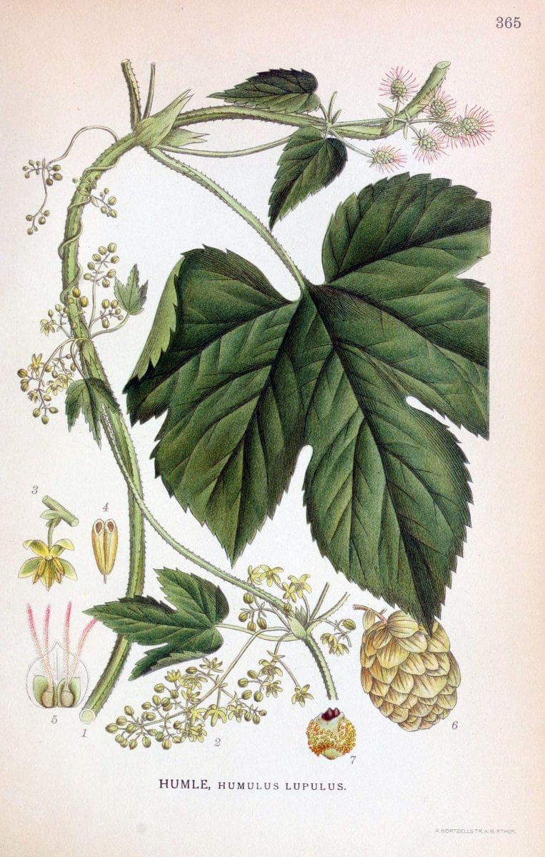 Billeder af nordens flora,.KÃ¸benhavn,G.E.C. Gad's forlag,1917-1927.  | Finland "Pictorial works" Plants Scandinavia  | Vintage Print Reproduction 461283