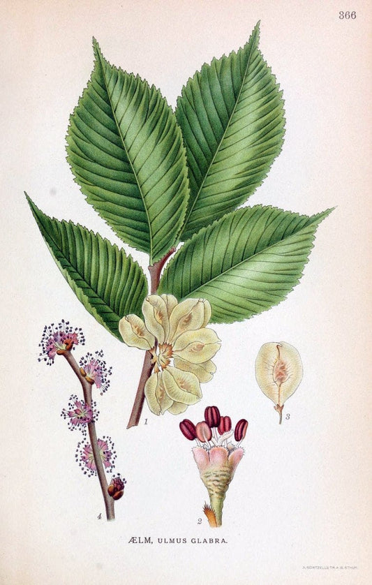 Billeder af nordens flora,.KÃ¸benhavn,G.E.C. Gad's forlag,1917-1927.  | Finland "Pictorial works" Plants Scandinavia  | Vintage Print Reproduction 461284