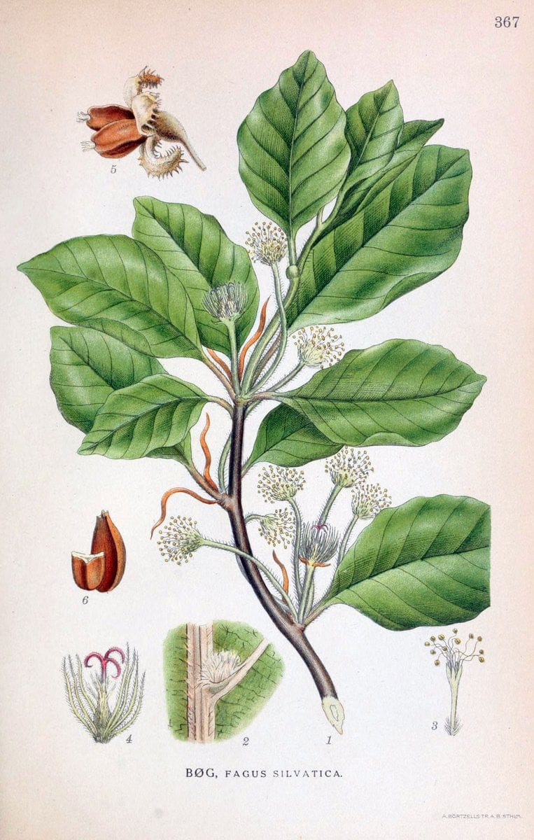 Billeder af nordens flora,.KÃ¸benhavn,G.E.C. Gad's forlag,1917-1927.  | Finland "Pictorial works" Plants Scandinavia  | Vintage Print Reproduction 461285