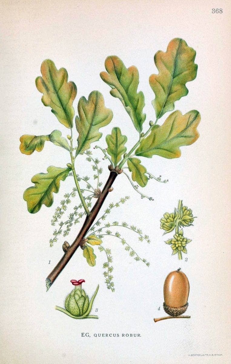 Billeder af nordens flora,.KÃ¸benhavn,G.E.C. Gad's forlag,1917-1927.  | Finland "Pictorial works" Plants Scandinavia  | Vintage Print Reproduction 461286