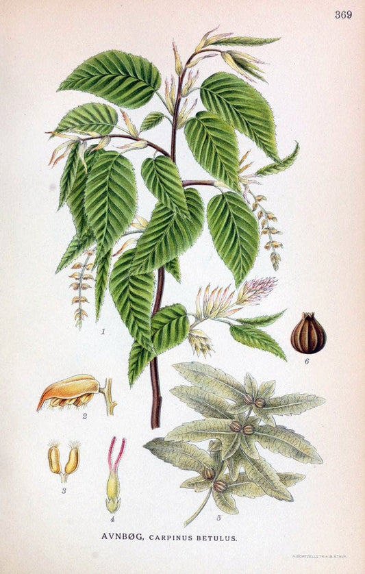 Billeder af nordens flora,.KÃ¸benhavn,G.E.C. Gad's forlag,1917-1927.  | Finland "Pictorial works" Plants Scandinavia  | Vintage Print Reproduction 461287