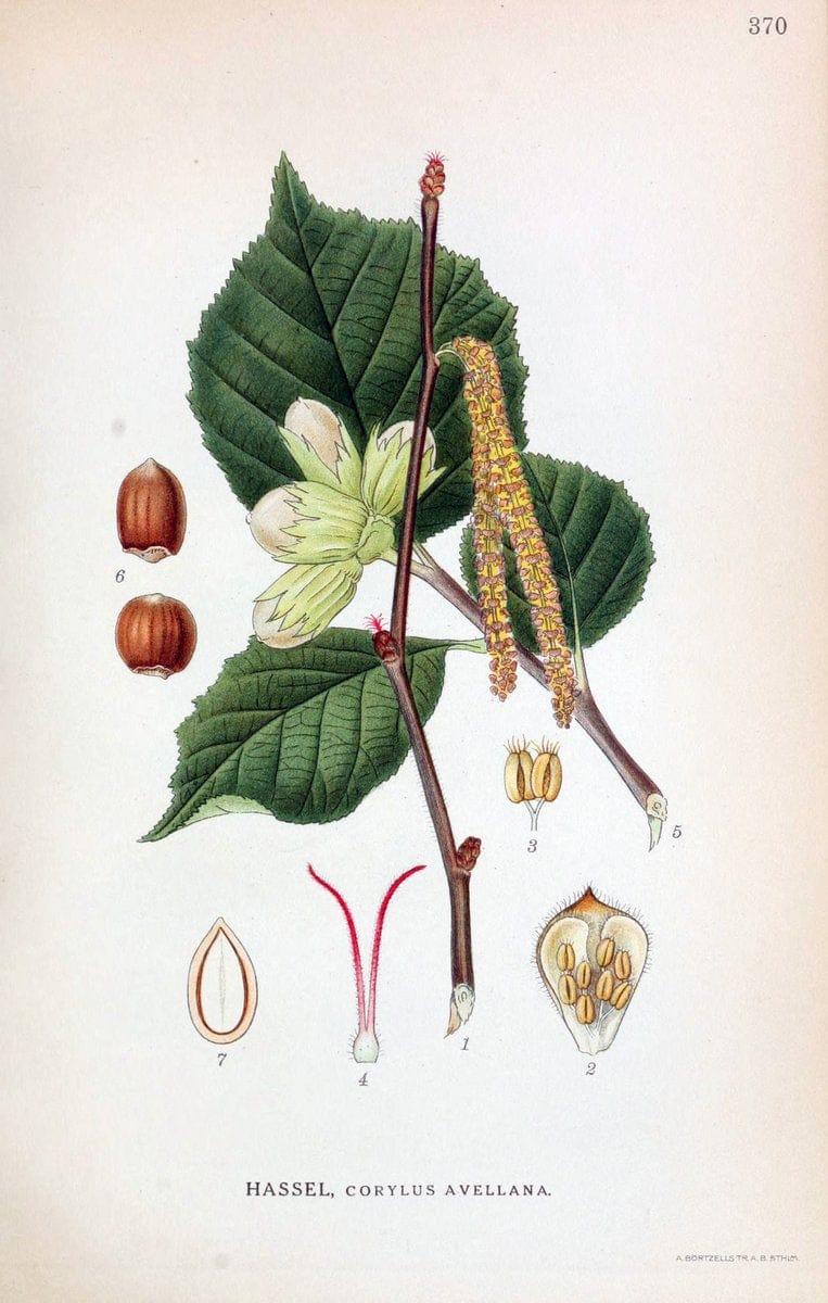 Billeder af nordens flora,.KÃ¸benhavn,G.E.C. Gad's forlag,1917-1927.  | Finland "Pictorial works" Plants Scandinavia  | Vintage Print Reproduction 461288