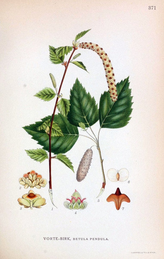 Billeder af nordens flora,.KÃ¸benhavn,G.E.C. Gad's forlag,1917-1927.  | Finland "Pictorial works" Plants Scandinavia  | Vintage Print Reproduction 461289