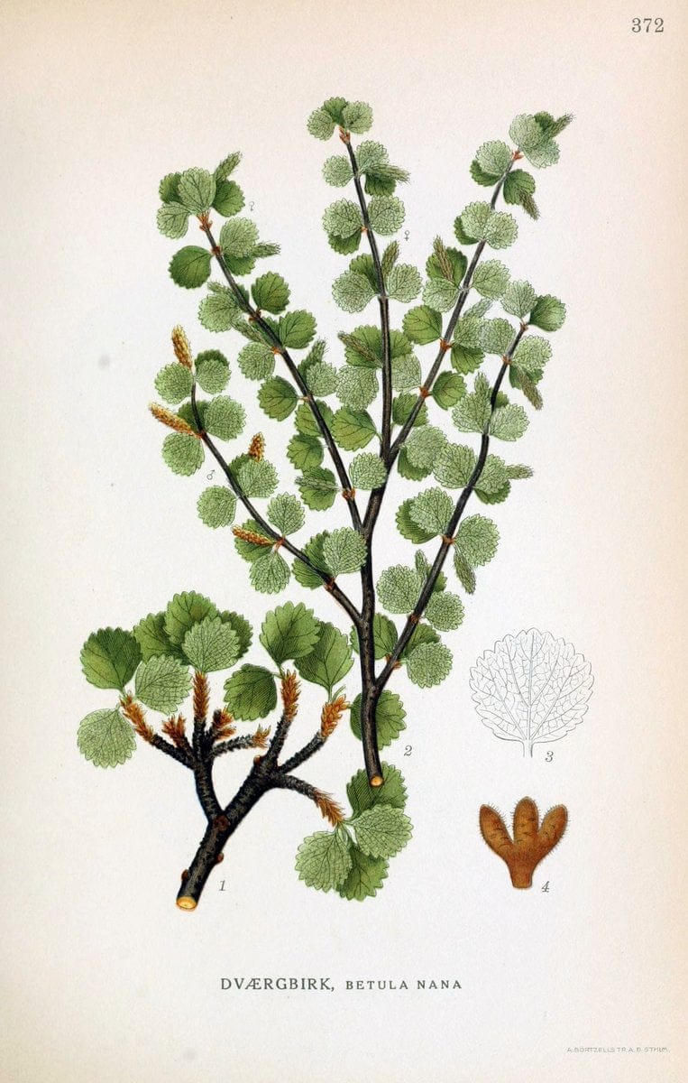 Billeder af nordens flora,.KÃ¸benhavn,G.E.C. Gad's forlag,1917-1927.  | Finland "Pictorial works" Plants Scandinavia  | Vintage Print Reproduction 461290