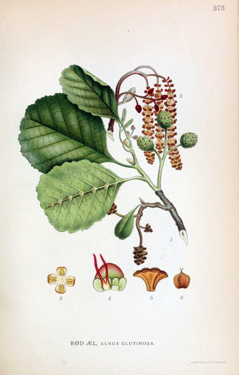 Billeder af nordens flora,.KÃ¸benhavn,G.E.C. Gad's forlag,1917-1927.  | Finland "Pictorial works" Plants Scandinavia  | Vintage Print Reproduction 461291