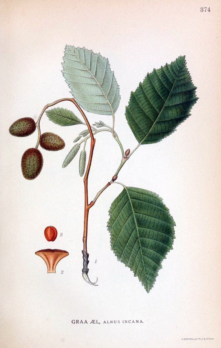 Billeder af nordens flora,.KÃ¸benhavn,G.E.C. Gad's forlag,1917-1927.  | Finland "Pictorial works" Plants Scandinavia  | Vintage Print Reproduction 461292