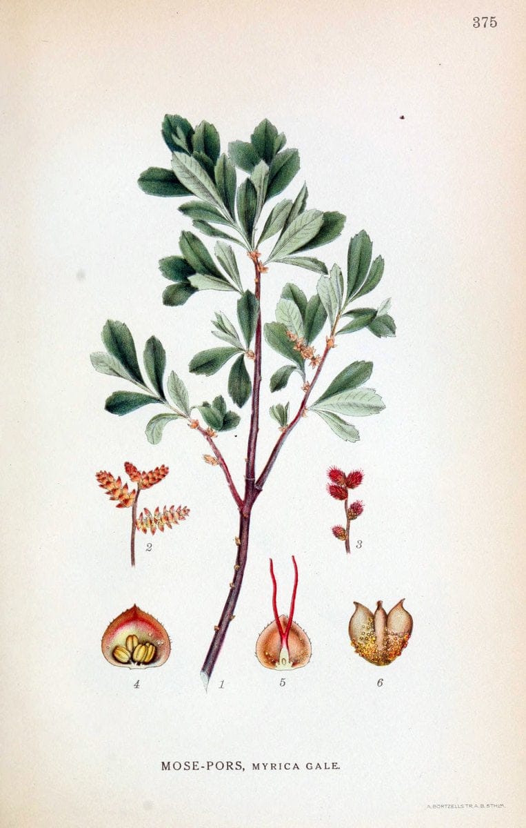 Billeder af nordens flora,.KÃ¸benhavn,G.E.C. Gad's forlag,1917-1927.  | Finland "Pictorial works" Plants Scandinavia  | Vintage Print Reproduction 461293