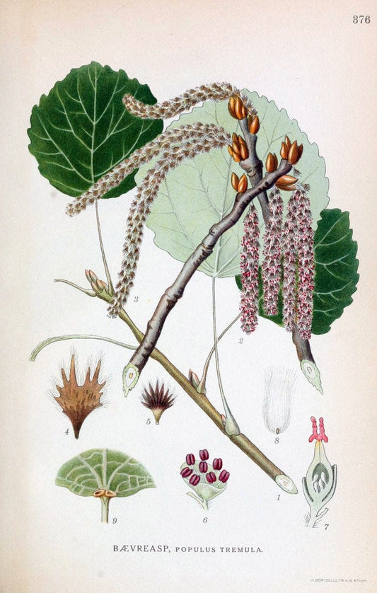 Billeder af nordens flora,.KÃ¸benhavn,G.E.C. Gad's forlag,1917-1927.  | Finland "Pictorial works" Plants Scandinavia  | Vintage Print Reproduction 461294