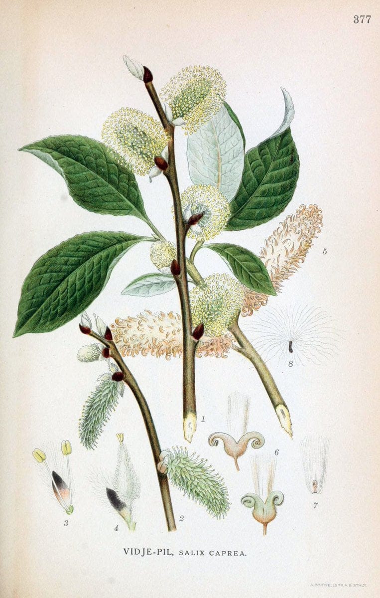 Billeder af nordens flora,.KÃ¸benhavn,G.E.C. Gad's forlag,1917-1927.  | Finland "Pictorial works" Plants Scandinavia  | Vintage Print Reproduction 461295