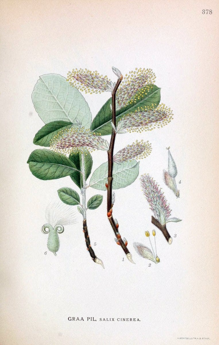 Billeder af nordens flora,.KÃ¸benhavn,G.E.C. Gad's forlag,1917-1927.  | Finland "Pictorial works" Plants Scandinavia  | Vintage Print Reproduction 461296