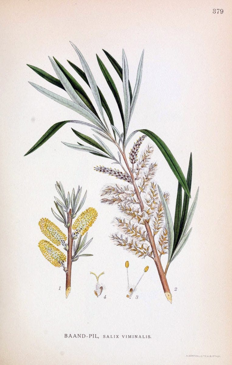 Billeder af nordens flora,.KÃ¸benhavn,G.E.C. Gad's forlag,1917-1927.  | Finland "Pictorial works" Plants Scandinavia  | Vintage Print Reproduction 461297