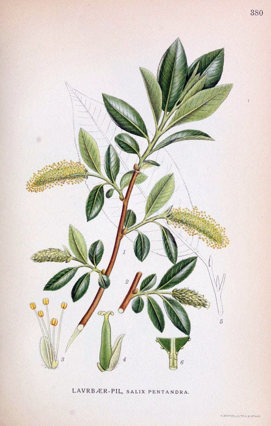 Billeder af nordens flora,.KÃ¸benhavn,G.E.C. Gad's forlag,1917-1927.  | Finland "Pictorial works" Plants Scandinavia  | Vintage Print Reproduction 461298
