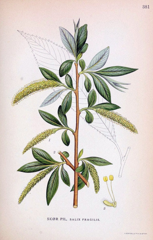 Billeder af nordens flora,.KÃ¸benhavn,G.E.C. Gad's forlag,1917-1927.  | Finland "Pictorial works" Plants Scandinavia  | Vintage Print Reproduction 461299