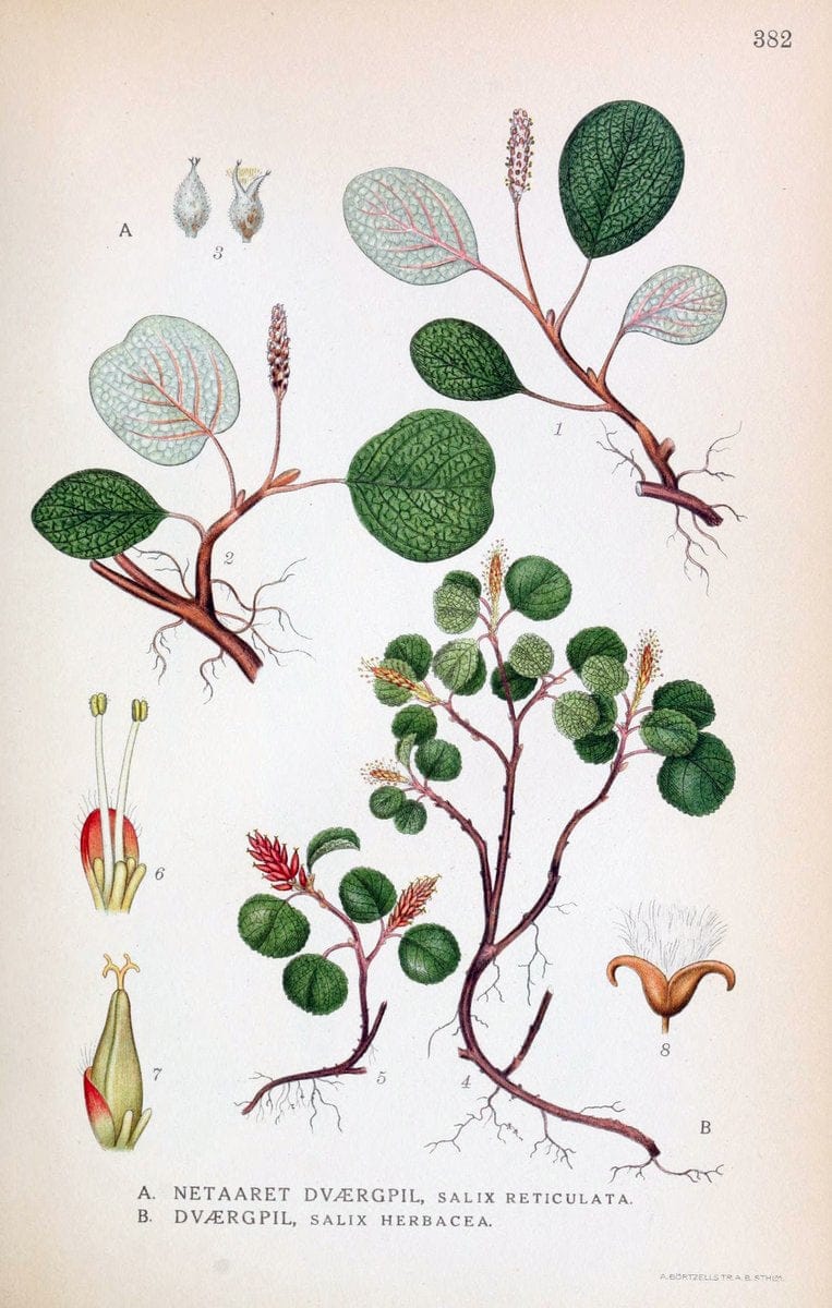 Billeder af nordens flora,.KÃ¸benhavn,G.E.C. Gad's forlag,1917-1927.  | Finland "Pictorial works" Plants Scandinavia  | Vintage Print Reproduction 461300