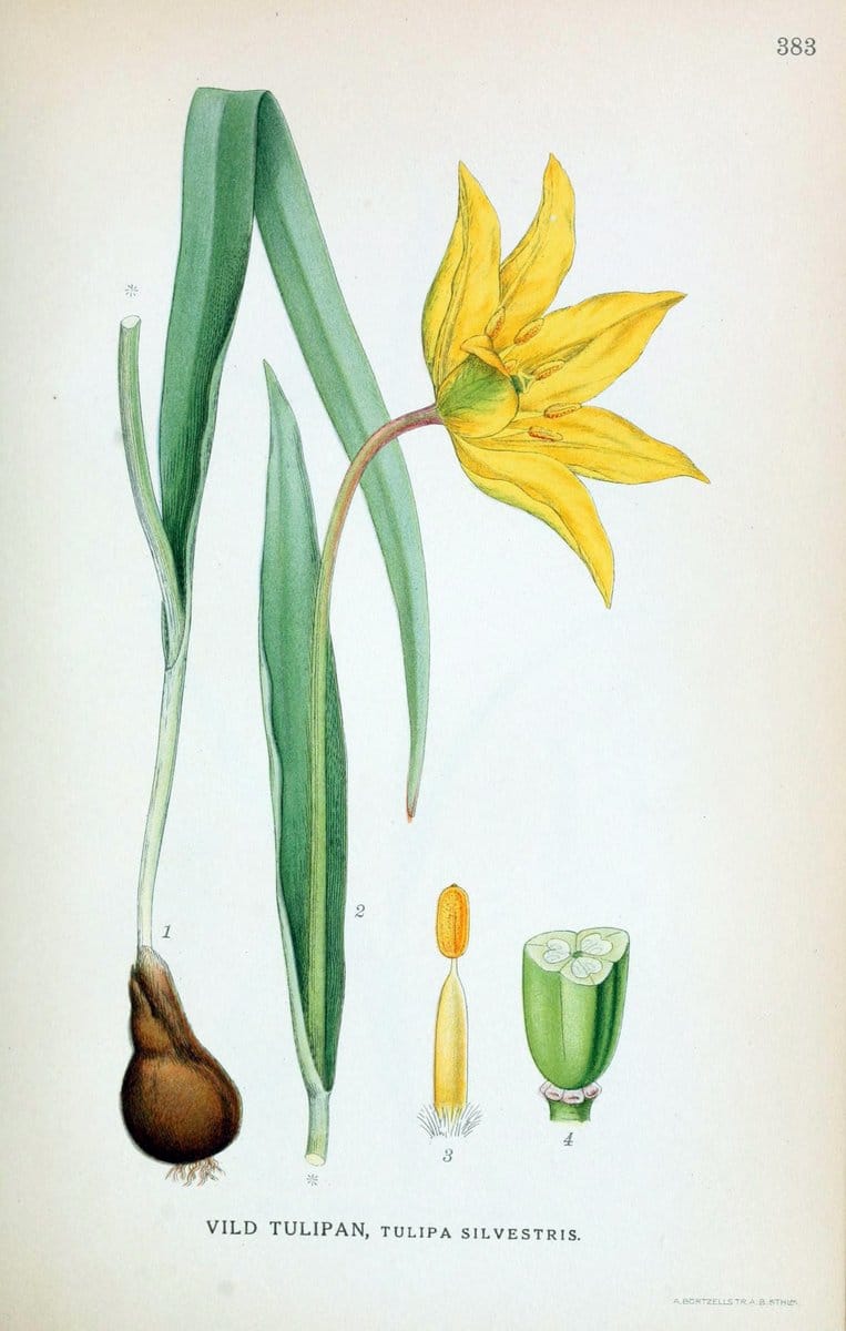 Billeder af nordens flora,.KÃ¸benhavn,G.E.C. Gad's forlag,1917-1927.  | Finland "Pictorial works" Plants Scandinavia  | Vintage Print Reproduction 461301