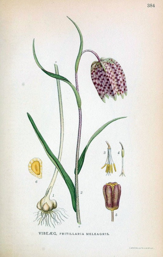 Billeder af nordens flora,.KÃ¸benhavn,G.E.C. Gad's forlag,1917-1927.  | Finland "Pictorial works" Plants Scandinavia  | Vintage Print Reproduction 461302
