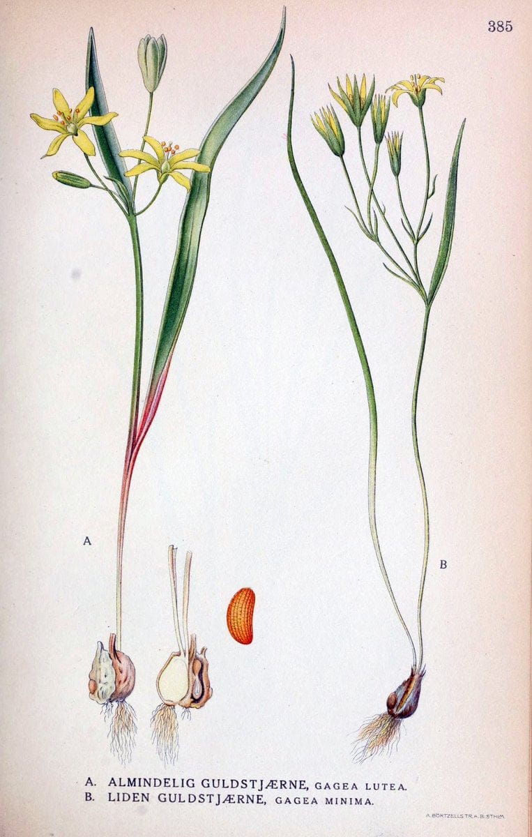 Billeder af nordens flora,.KÃ¸benhavn,G.E.C. Gad's forlag,1917-1927.  | Finland "Pictorial works" Plants Scandinavia  | Vintage Print Reproduction 461303