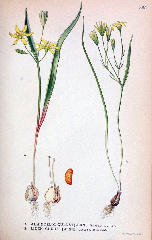 Billeder af nordens flora,.KÃ¸benhavn,G.E.C. Gad's forlag,1917-1927.  | Finland "Pictorial works" Plants Scandinavia  | Vintage Print Reproduction 461303