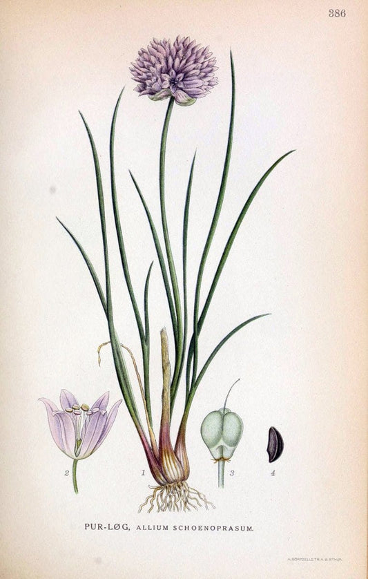 Billeder af nordens flora,.KÃ¸benhavn,G.E.C. Gad's forlag,1917-1927.  | Finland "Pictorial works" Plants Scandinavia  | Vintage Print Reproduction 461304