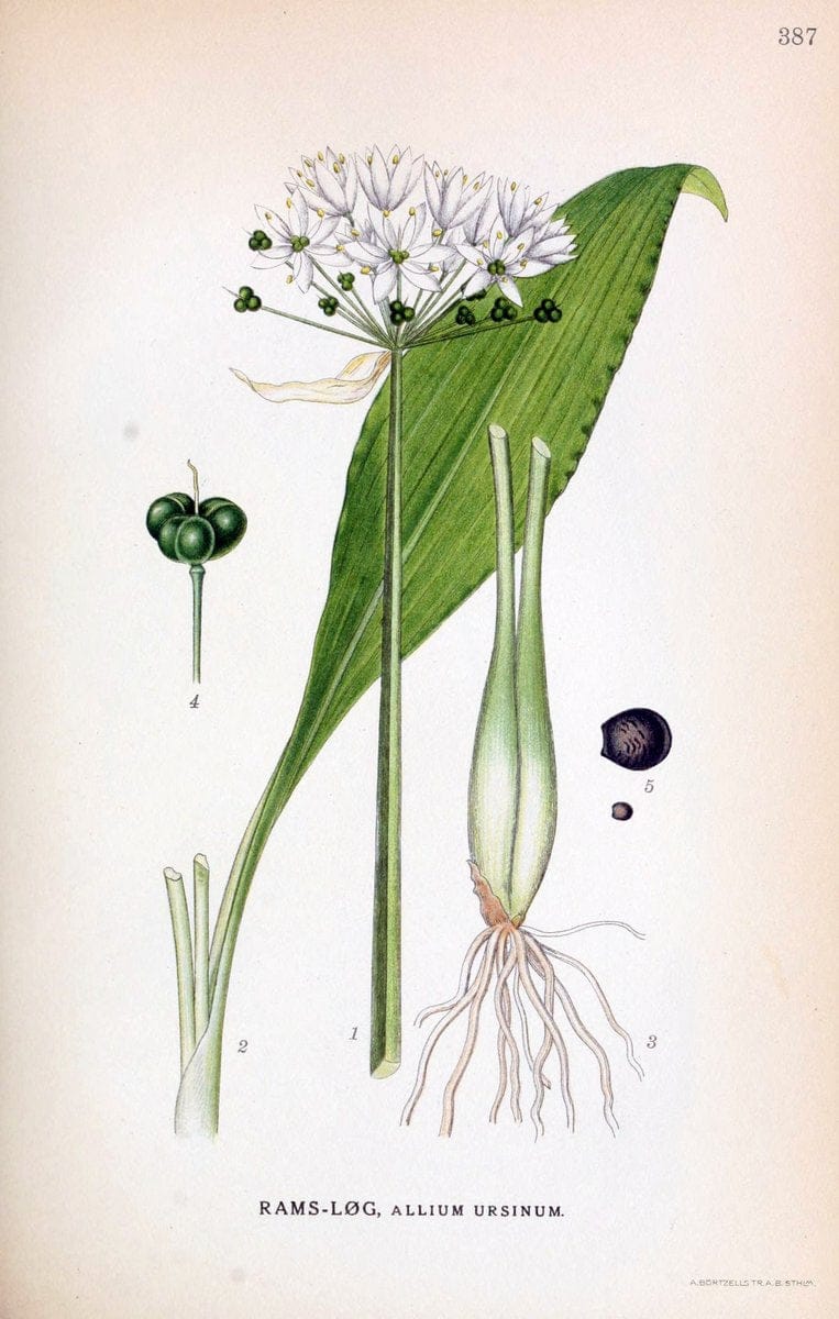 Billeder af nordens flora,.KÃ¸benhavn,G.E.C. Gad's forlag,1917-1927.  | Finland "Pictorial works" Plants Scandinavia  | Vintage Print Reproduction 461305