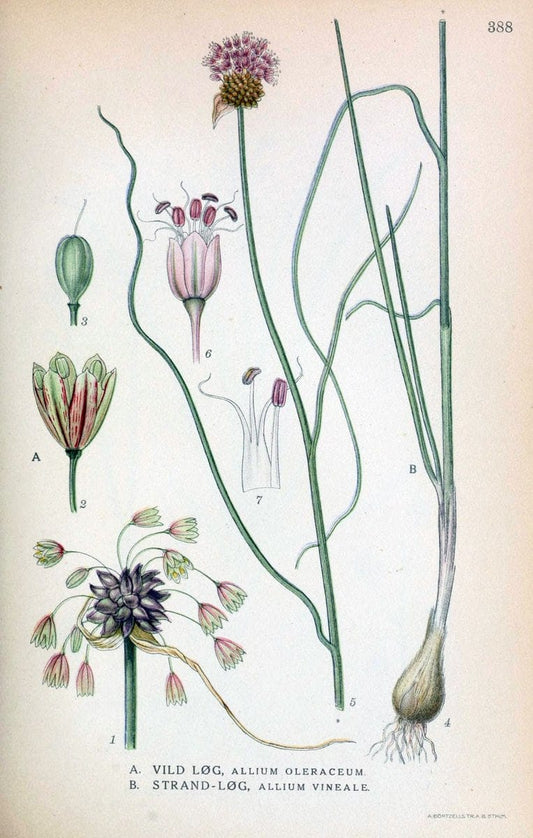 Billeder af nordens flora,.KÃ¸benhavn,G.E.C. Gad's forlag,1917-1927.  | Finland "Pictorial works" Plants Scandinavia  | Vintage Print Reproduction 461306