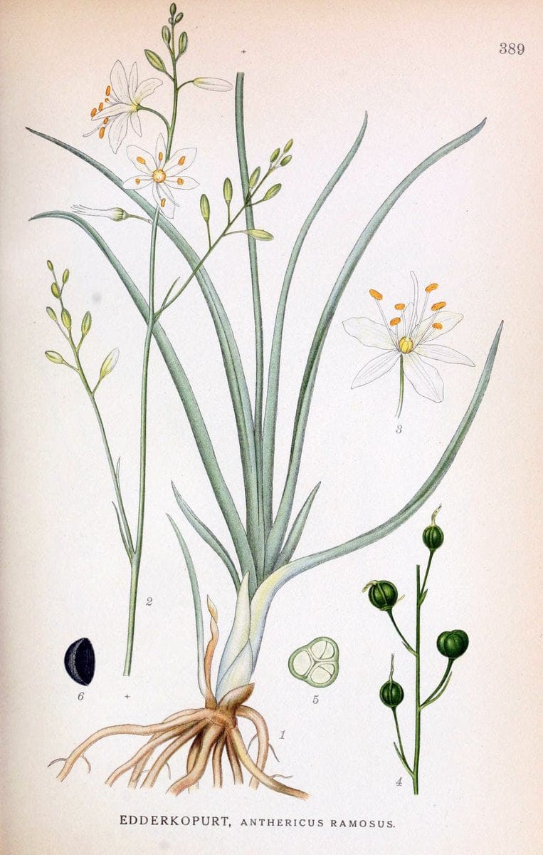 Billeder af nordens flora,.KÃ¸benhavn,G.E.C. Gad's forlag,1917-1927.  | Finland "Pictorial works" Plants Scandinavia  | Vintage Print Reproduction 461307