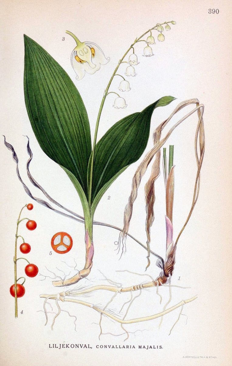 Billeder af nordens flora,.KÃ¸benhavn,G.E.C. Gad's forlag,1917-1927.  | Finland "Pictorial works" Plants Scandinavia  | Vintage Print Reproduction 461308