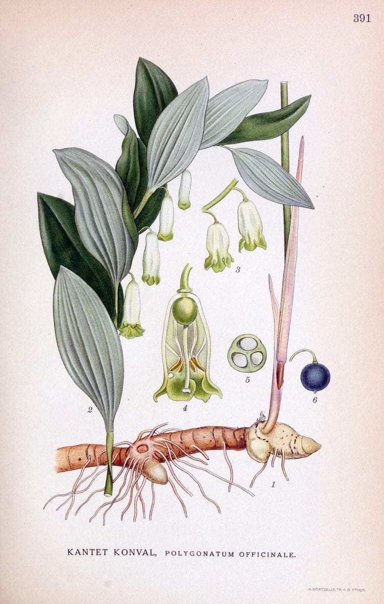 Billeder af nordens flora,.KÃ¸benhavn,G.E.C. Gad's forlag,1917-1927.  | Finland "Pictorial works" Plants Scandinavia  | Vintage Print Reproduction 461309