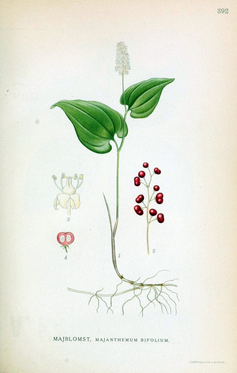 Billeder af nordens flora,.KÃ¸benhavn,G.E.C. Gad's forlag,1917-1927.  | Finland "Pictorial works" Plants Scandinavia  | Vintage Print Reproduction 461310