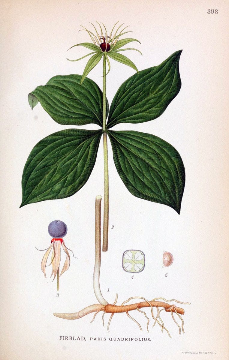 Billeder af nordens flora,.KÃ¸benhavn,G.E.C. Gad's forlag,1917-1927.  | Finland "Pictorial works" Plants Scandinavia  | Vintage Print Reproduction 461311