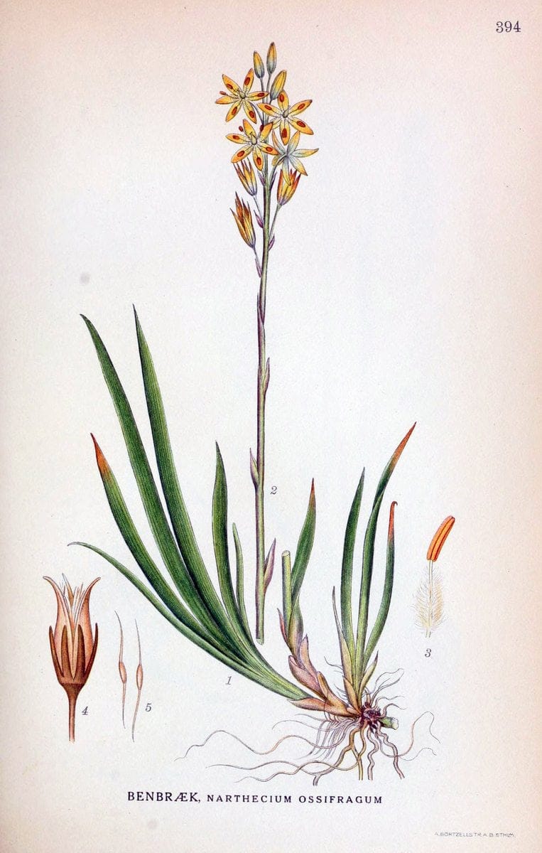 Billeder af nordens flora,.KÃ¸benhavn,G.E.C. Gad's forlag,1917-1927.  | Finland "Pictorial works" Plants Scandinavia  | Vintage Print Reproduction 461312