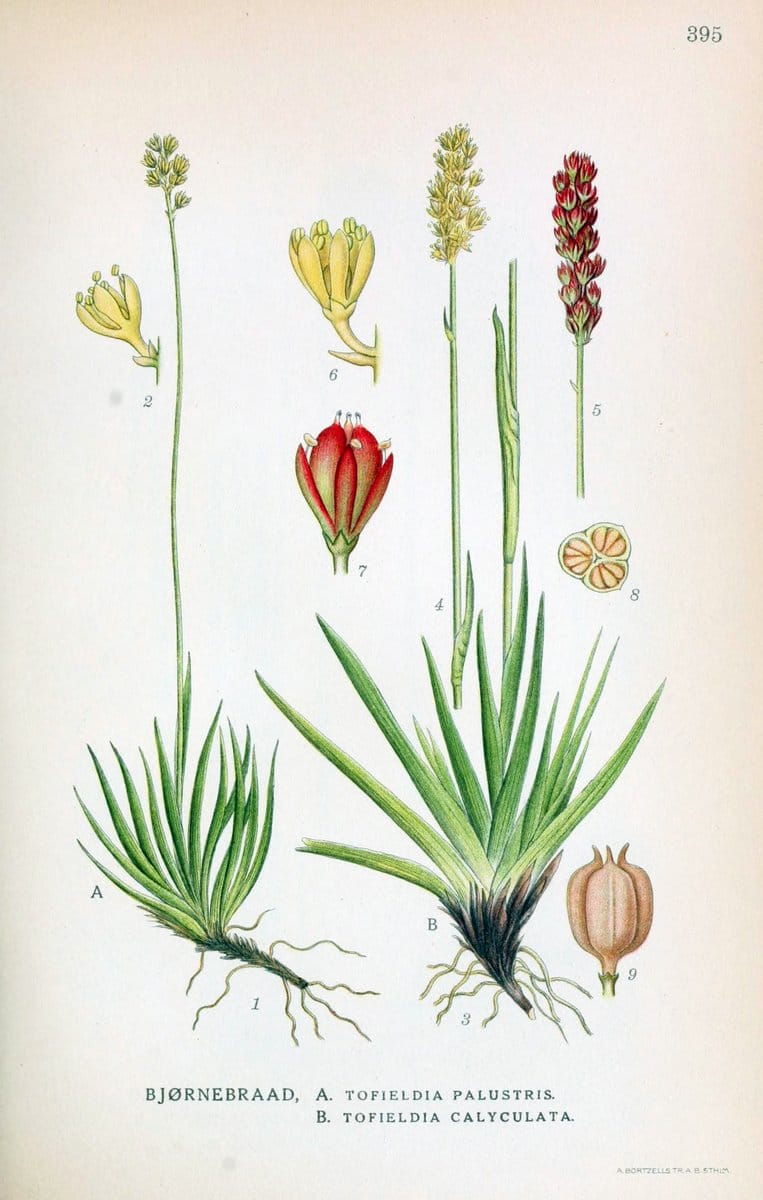 Billeder af nordens flora,.KÃ¸benhavn,G.E.C. Gad's forlag,1917-1927.  | Finland "Pictorial works" Plants Scandinavia  | Vintage Print Reproduction 461313