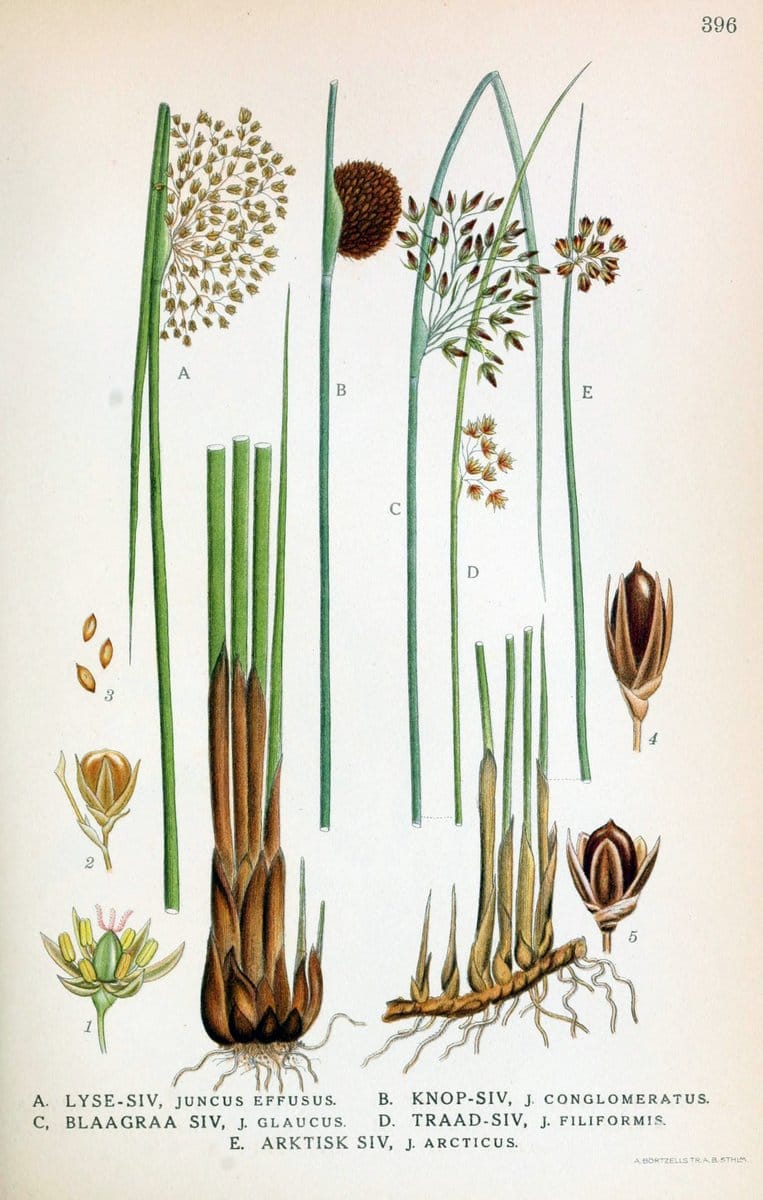 Billeder af nordens flora,.KÃ¸benhavn,G.E.C. Gad's forlag,1917-1927.  | Finland "Pictorial works" Plants Scandinavia  | Vintage Print Reproduction 461314