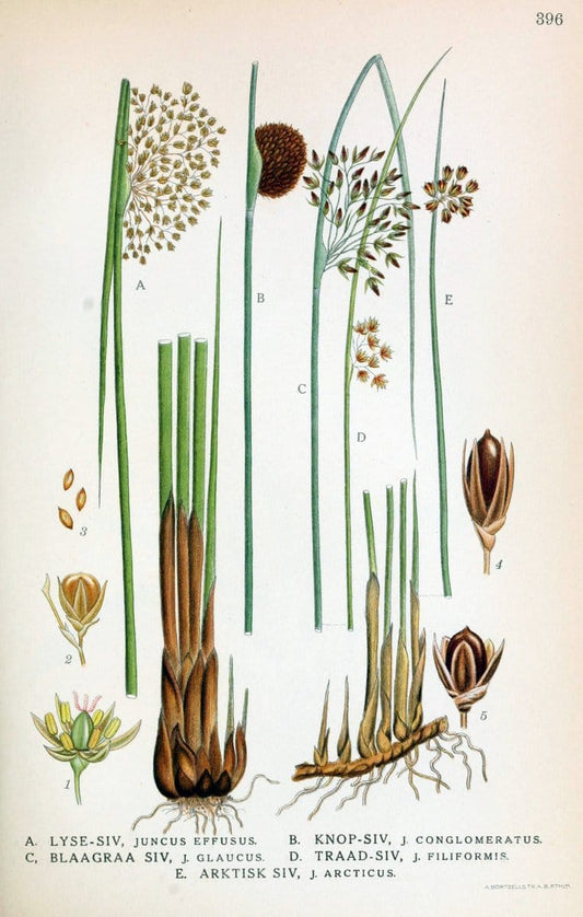 Billeder af nordens flora,.KÃ¸benhavn,G.E.C. Gad's forlag,1917-1927.  | Finland "Pictorial works" Plants Scandinavia  | Vintage Print Reproduction 461314