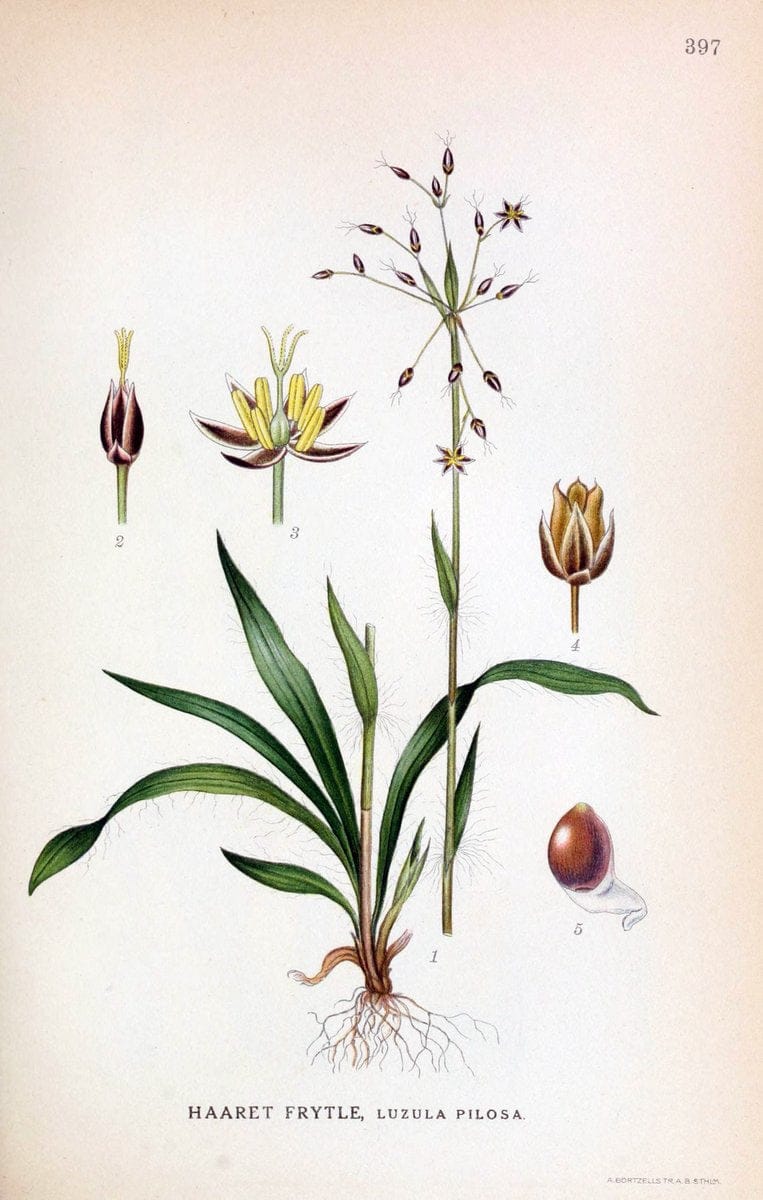 Billeder af nordens flora,.KÃ¸benhavn,G.E.C. Gad's forlag,1917-1927.  | Finland "Pictorial works" Plants Scandinavia  | Vintage Print Reproduction 461315