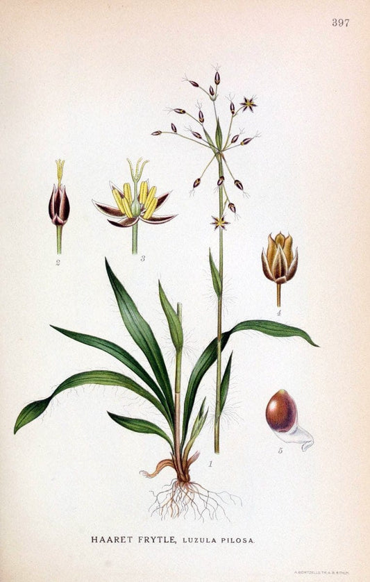 Billeder af nordens flora,.KÃ¸benhavn,G.E.C. Gad's forlag,1917-1927.  | Finland "Pictorial works" Plants Scandinavia  | Vintage Print Reproduction 461315