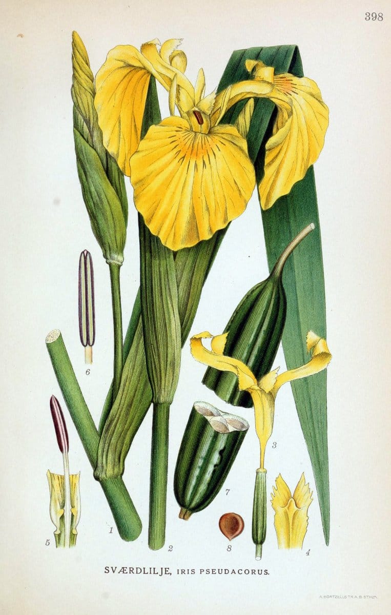 Billeder af nordens flora,.KÃ¸benhavn,G.E.C. Gad's forlag,1917-1927.  | Finland "Pictorial works" Plants Scandinavia  | Vintage Print Reproduction 461316