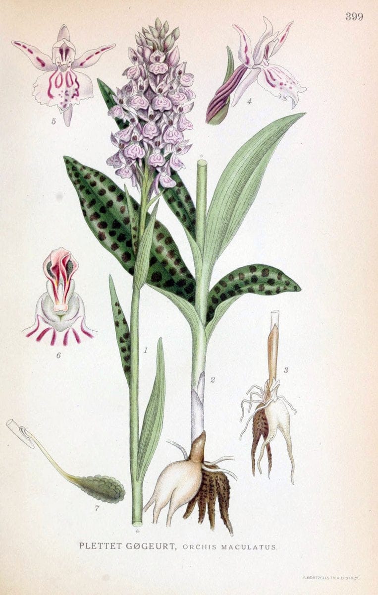 Billeder af nordens flora,.KÃ¸benhavn,G.E.C. Gad's forlag,1917-1927.  | Finland "Pictorial works" Plants Scandinavia  | Vintage Print Reproduction 461317