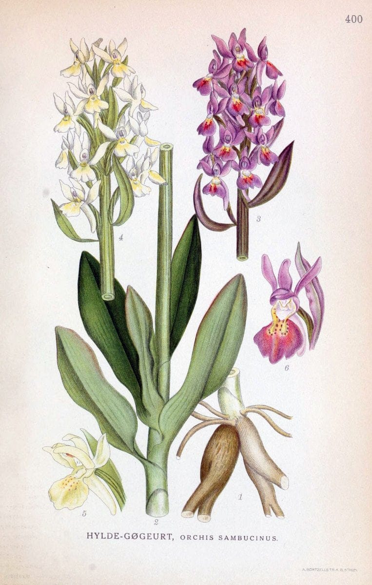 Billeder af nordens flora,.KÃ¸benhavn,G.E.C. Gad's forlag,1917-1927.  | Finland "Pictorial works" Plants Scandinavia  | Vintage Print Reproduction 461318