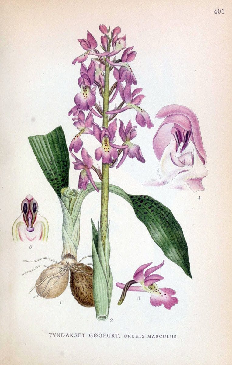 Billeder af nordens flora,.KÃ¸benhavn,G.E.C. Gad's forlag,1917-1927.  | Finland "Pictorial works" Plants Scandinavia  | Vintage Print Reproduction 461319