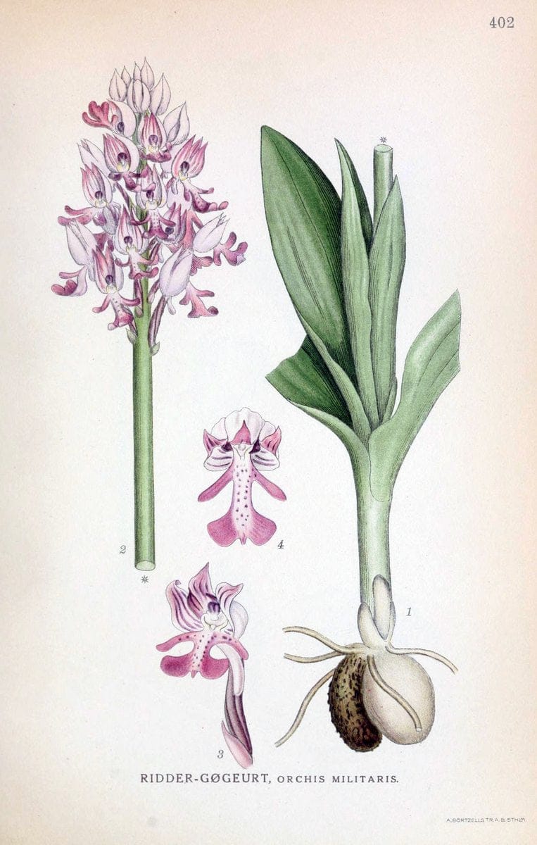 Billeder af nordens flora,.KÃ¸benhavn,G.E.C. Gad's forlag,1917-1927.  | Finland "Pictorial works" Plants Scandinavia  | Vintage Print Reproduction 461320