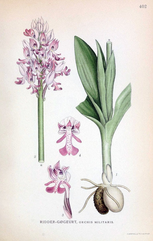 Billeder af nordens flora,.KÃ¸benhavn,G.E.C. Gad's forlag,1917-1927.  | Finland "Pictorial works" Plants Scandinavia  | Vintage Print Reproduction 461320