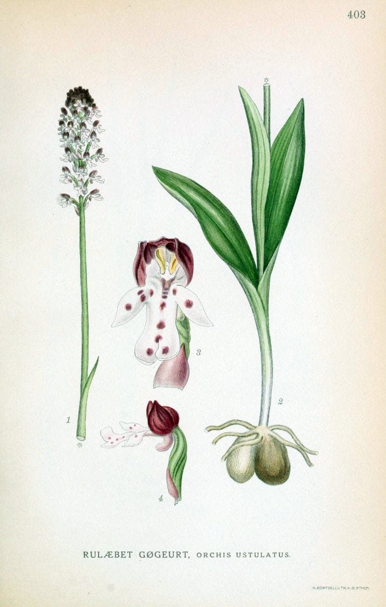 Billeder af nordens flora,.KÃ¸benhavn,G.E.C. Gad's forlag,1917-1927.  | Finland "Pictorial works" Plants Scandinavia  | Vintage Print Reproduction 461321