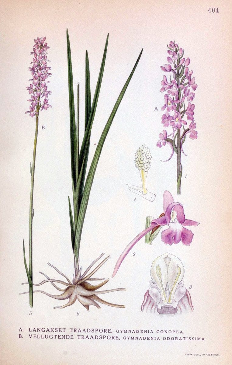 Billeder af nordens flora,.KÃ¸benhavn,G.E.C. Gad's forlag,1917-1927.  | Finland "Pictorial works" Plants Scandinavia  | Vintage Print Reproduction 461322