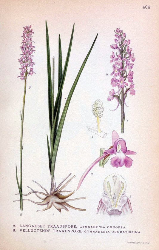Billeder af nordens flora,.KÃ¸benhavn,G.E.C. Gad's forlag,1917-1927.  | Finland "Pictorial works" Plants Scandinavia  | Vintage Print Reproduction 461322