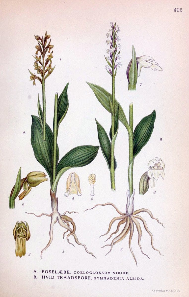 Billeder af nordens flora,.KÃ¸benhavn,G.E.C. Gad's forlag,1917-1927.  | Finland "Pictorial works" Plants Scandinavia  | Vintage Print Reproduction 461323