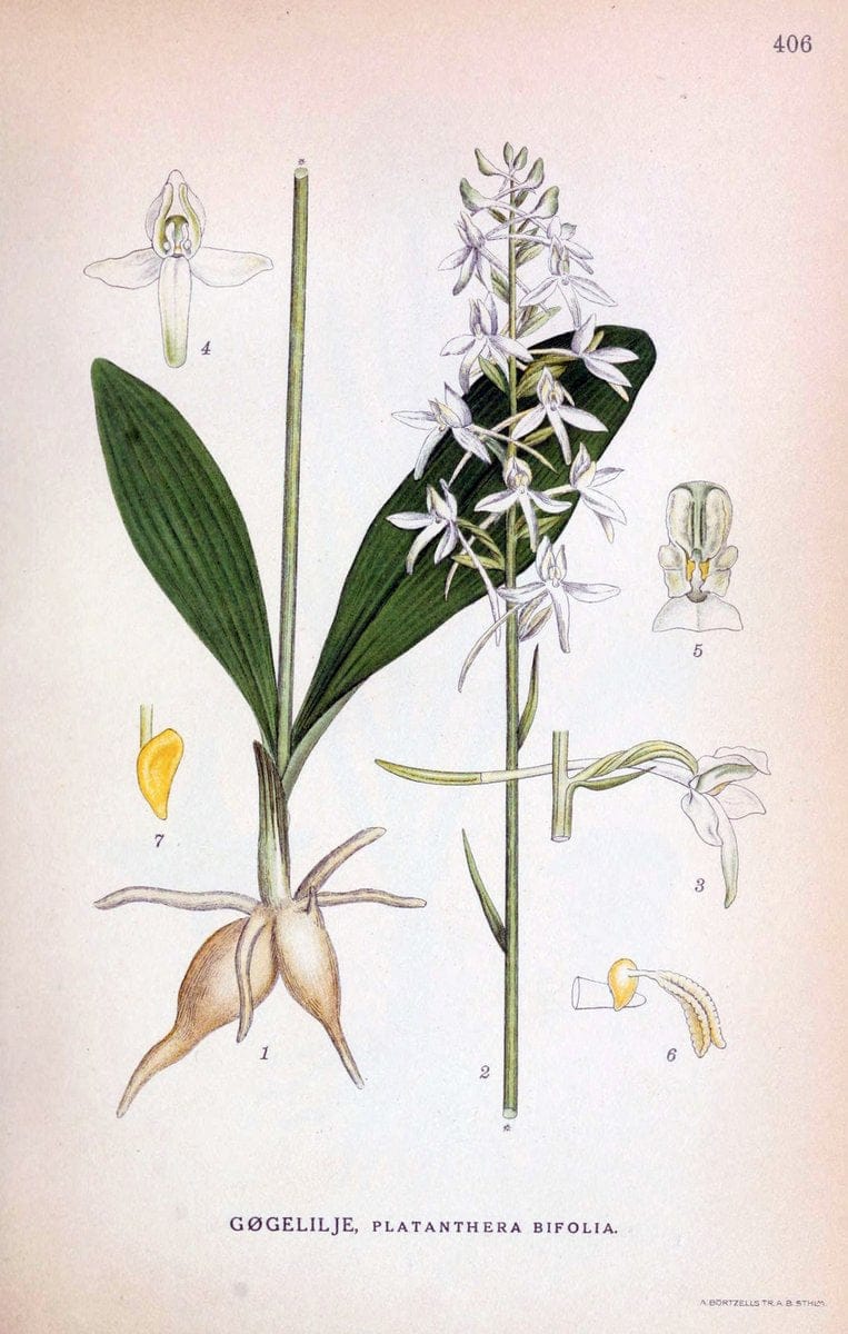 Billeder af nordens flora,.KÃ¸benhavn,G.E.C. Gad's forlag,1917-1927.  | Finland "Pictorial works" Plants Scandinavia  | Vintage Print Reproduction 461324