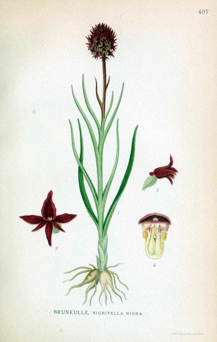 Billeder af nordens flora,.KÃ¸benhavn,G.E.C. Gad's forlag,1917-1927.  | Finland "Pictorial works" Plants Scandinavia  | Vintage Print Reproduction 461325