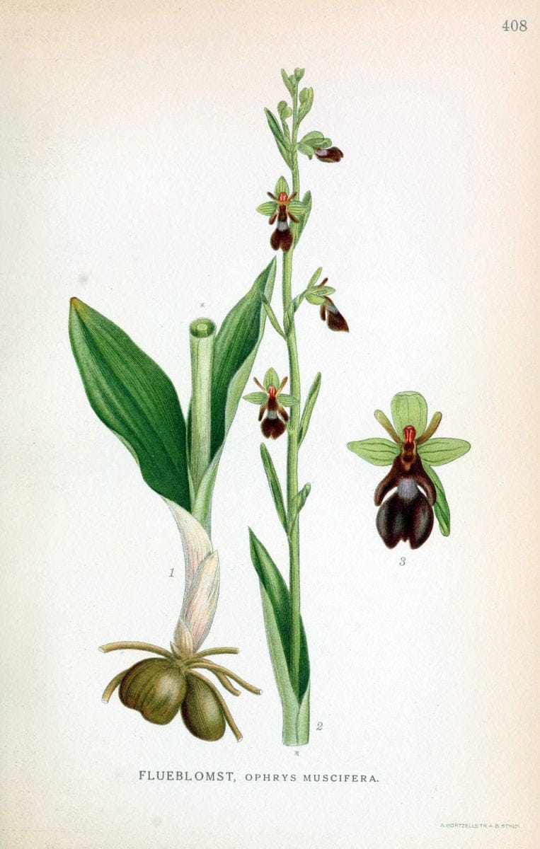 Billeder af nordens flora,.KÃ¸benhavn,G.E.C. Gad's forlag,1917-1927.  | Finland "Pictorial works" Plants Scandinavia  | Vintage Print Reproduction 461326